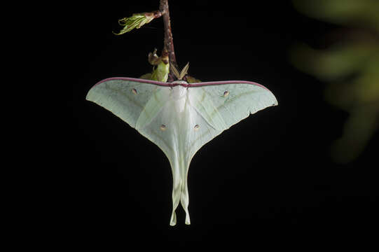 صورة Actias ningpoana Felder & C. 1862