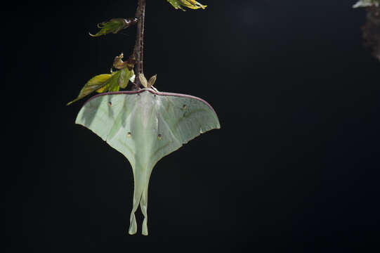 صورة Actias ningpoana Felder & C. 1862