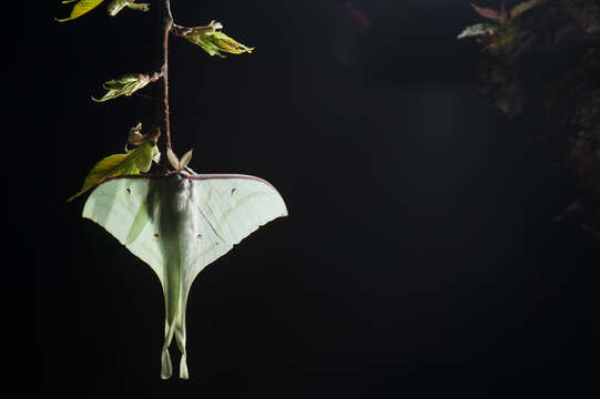 صورة Actias ningpoana Felder & C. 1862