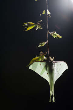 Image of Actias ningpoana Felder & C. 1862