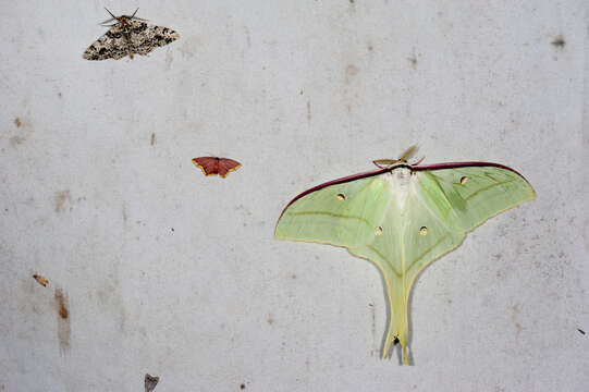 صورة Actias ningpoana Felder & C. 1862