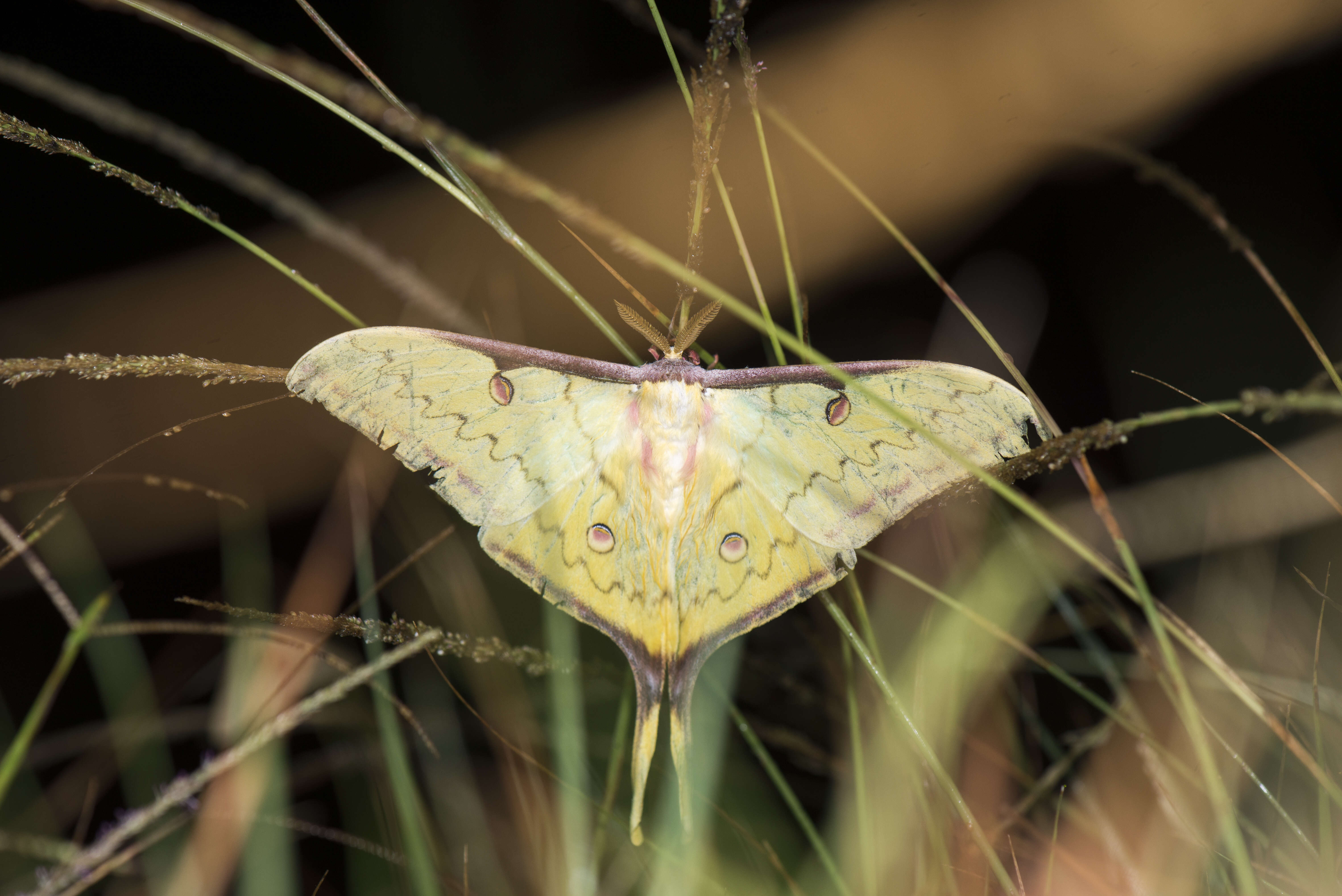 Imagem de Actias sinensis (Walker 1855)