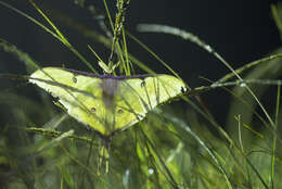 Imagem de Actias sinensis (Walker 1855)