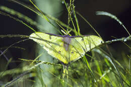 Imagem de Actias sinensis (Walker 1855)