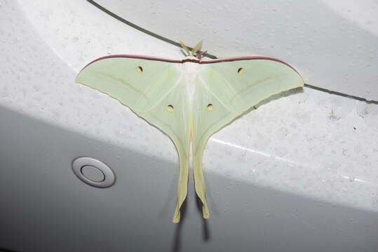 صورة Actias ningpoana Felder & C. 1862