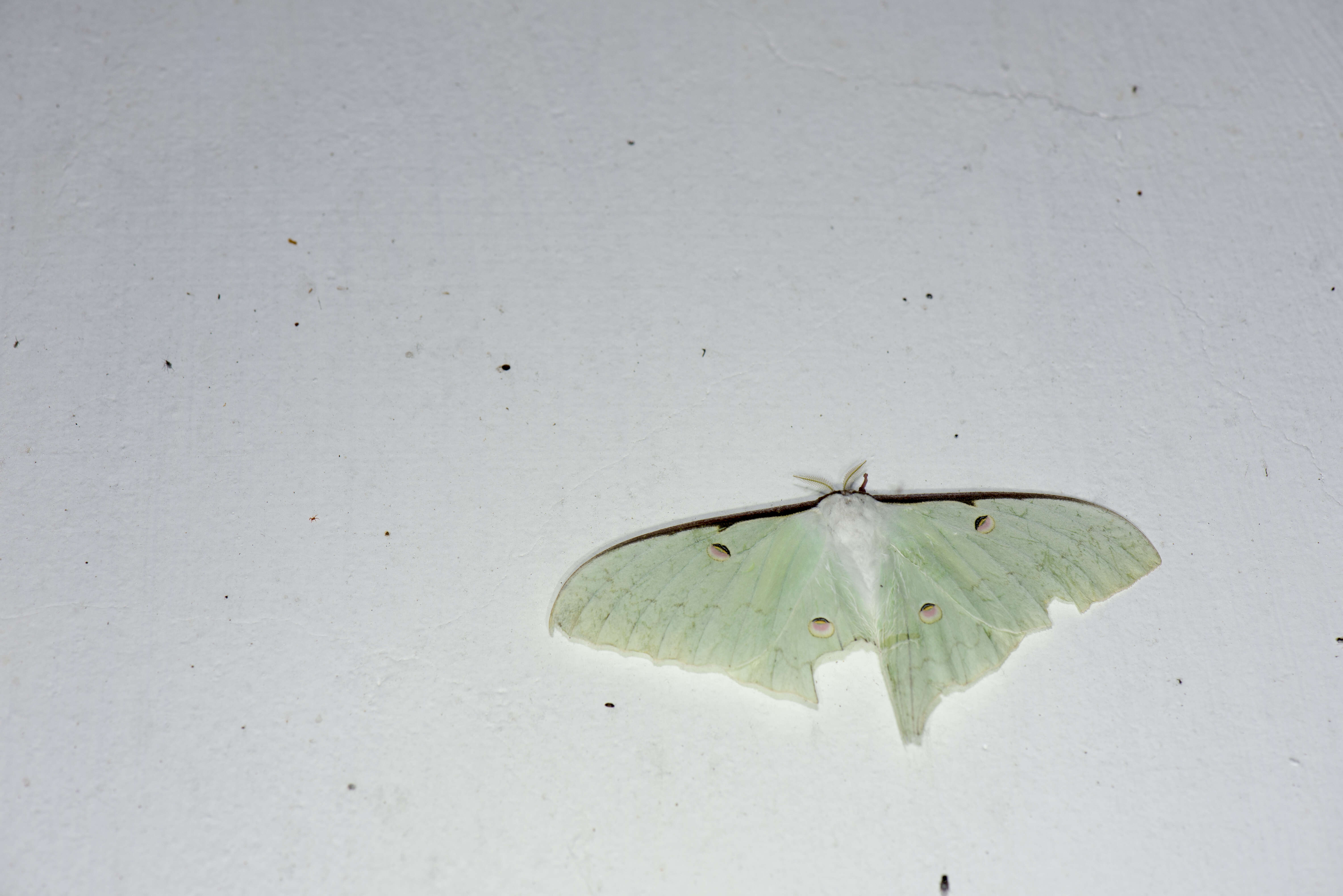 Imagem de Actias sinensis (Walker 1855)