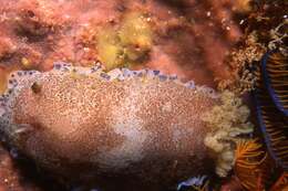 Image of Blue-speckled nudibranch