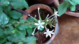 Image of wild leadwort