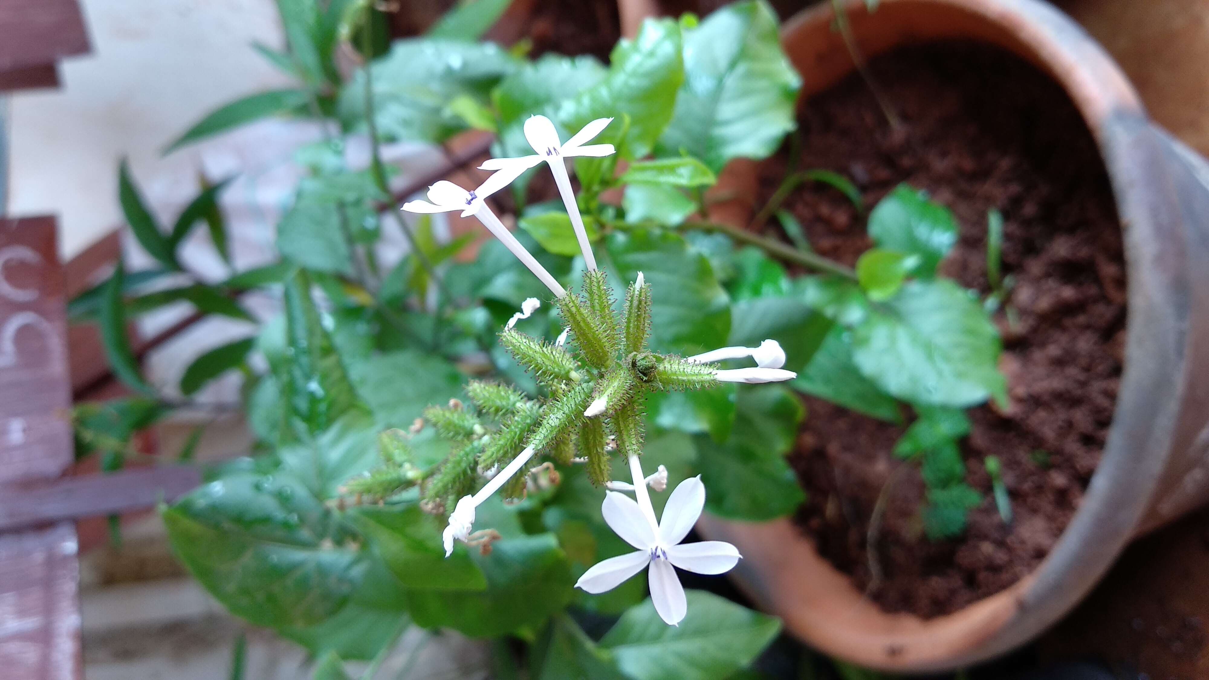 Image of wild leadwort