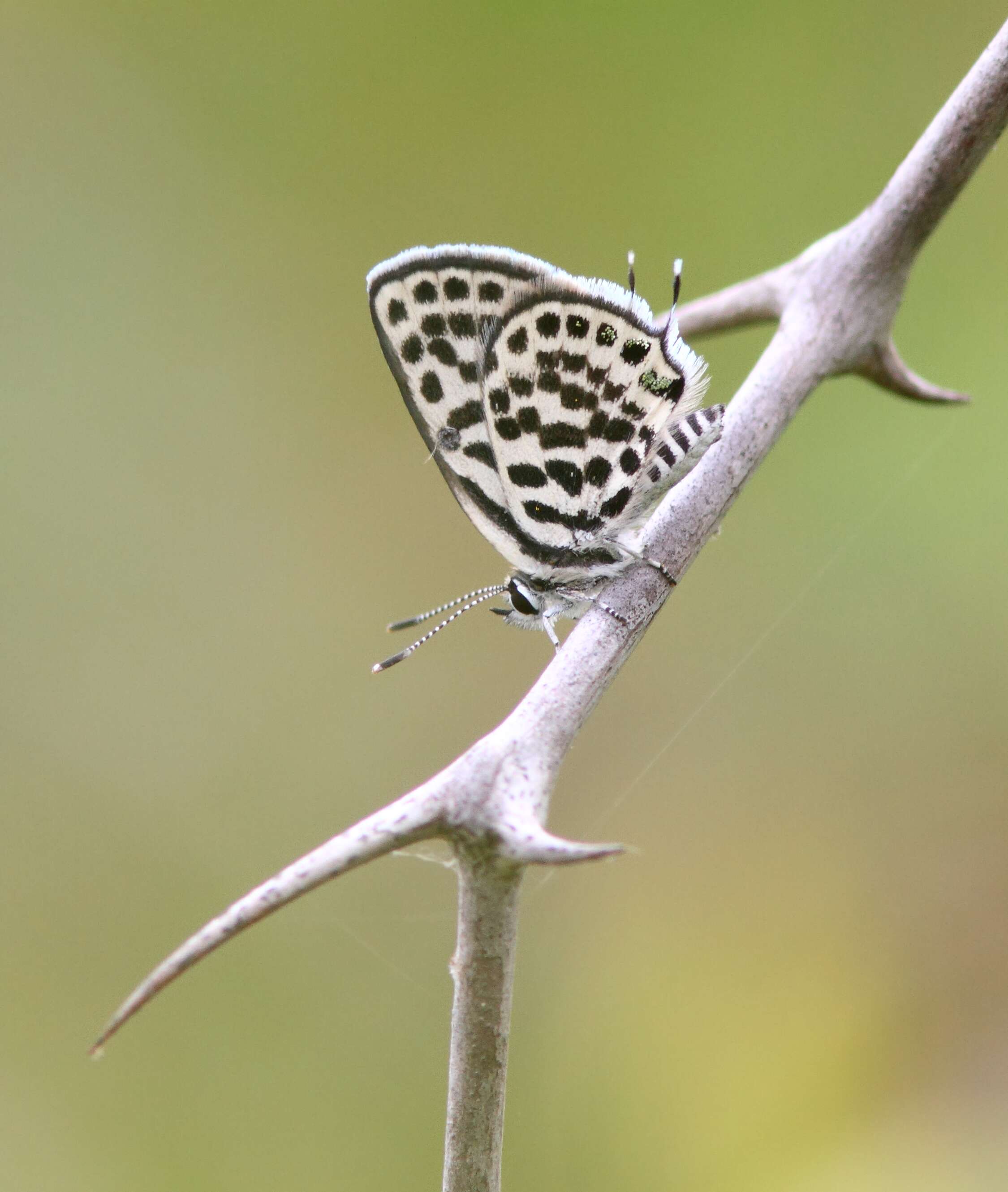 Plancia ëd Ziziphus lotus (L.) Lam.