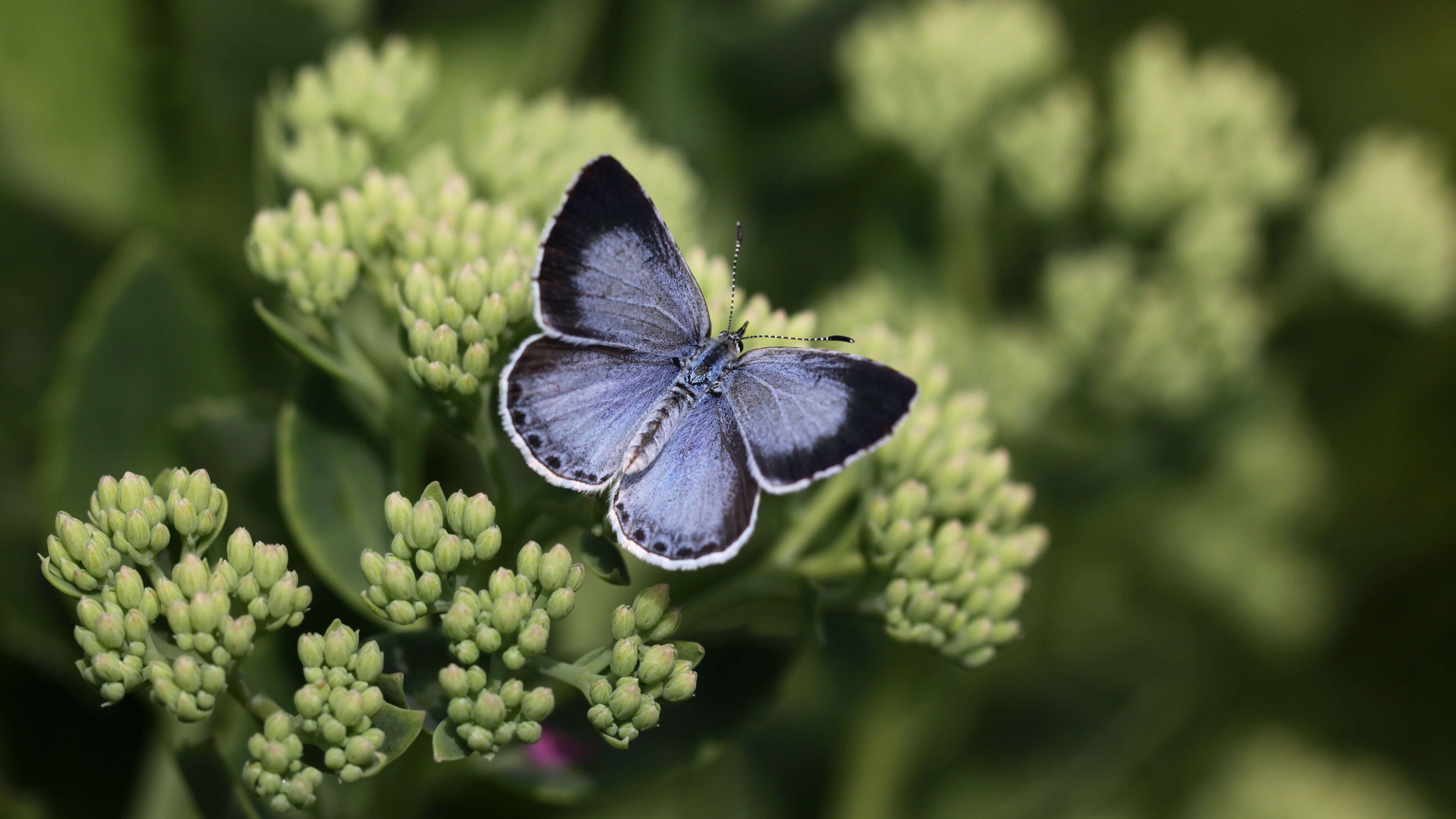 Image of holly blue