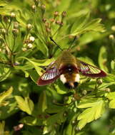 Image of broad-bordered bee hawk-moth