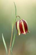 Image of Fritillaria