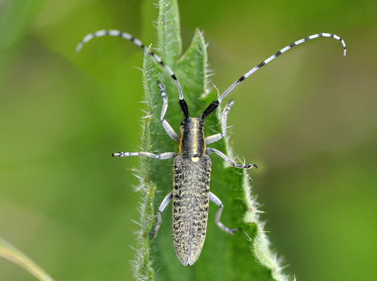 Image of Agapanthia (Epoptes) villosoviridescens (Degeer 1775)