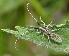 Image of Agapanthia (Epoptes) villosoviridescens (Degeer 1775)