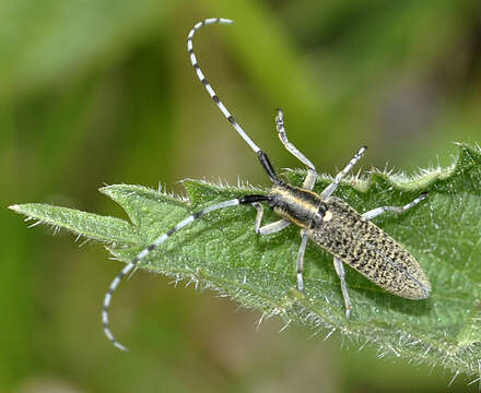 Image of Agapanthia (Epoptes) villosoviridescens (Degeer 1775)