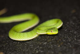 Image of Chen’s Bamboo pitviper