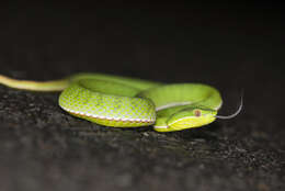 Image of Chen’s Bamboo pitviper