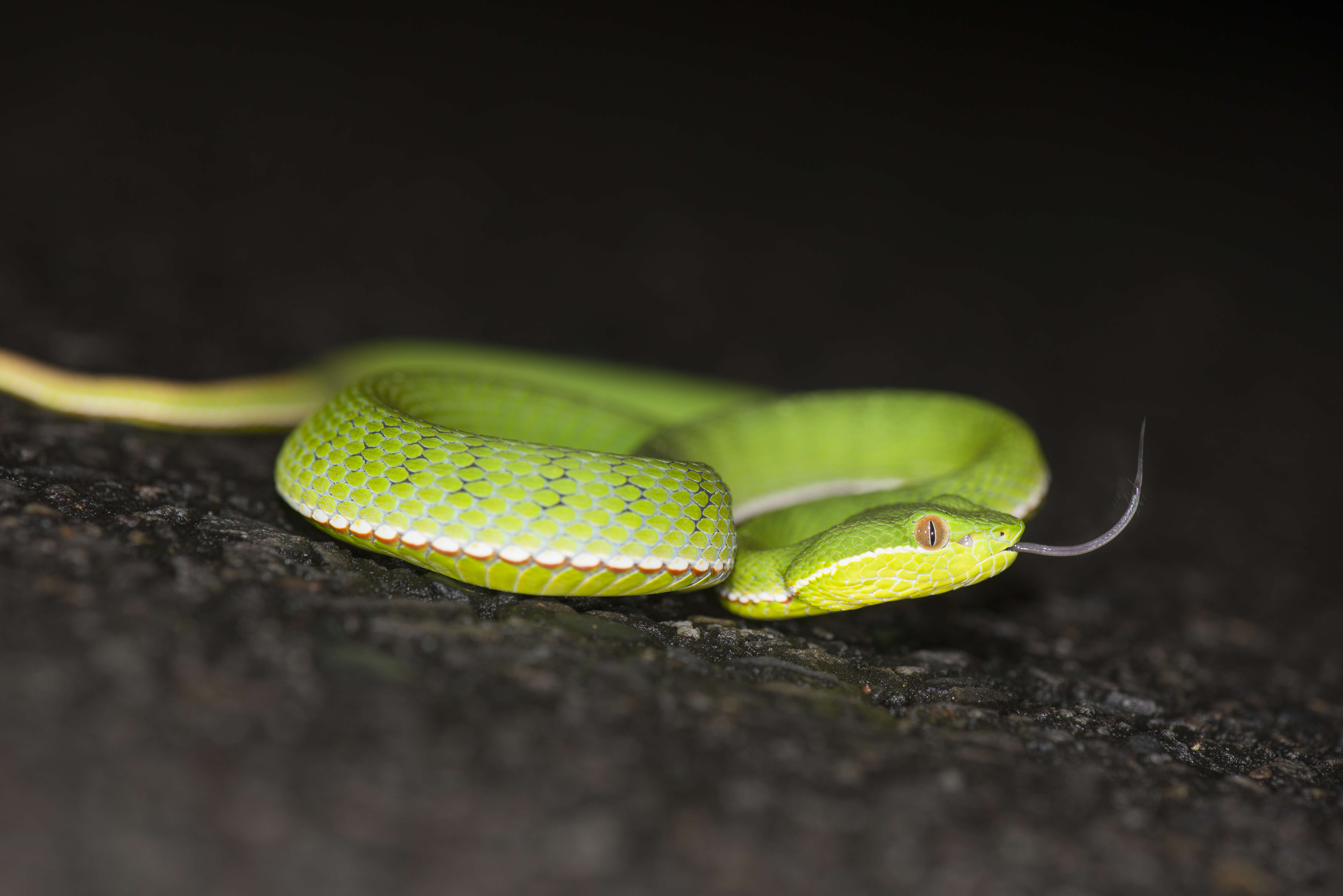 Image of Chen’s Bamboo pitviper