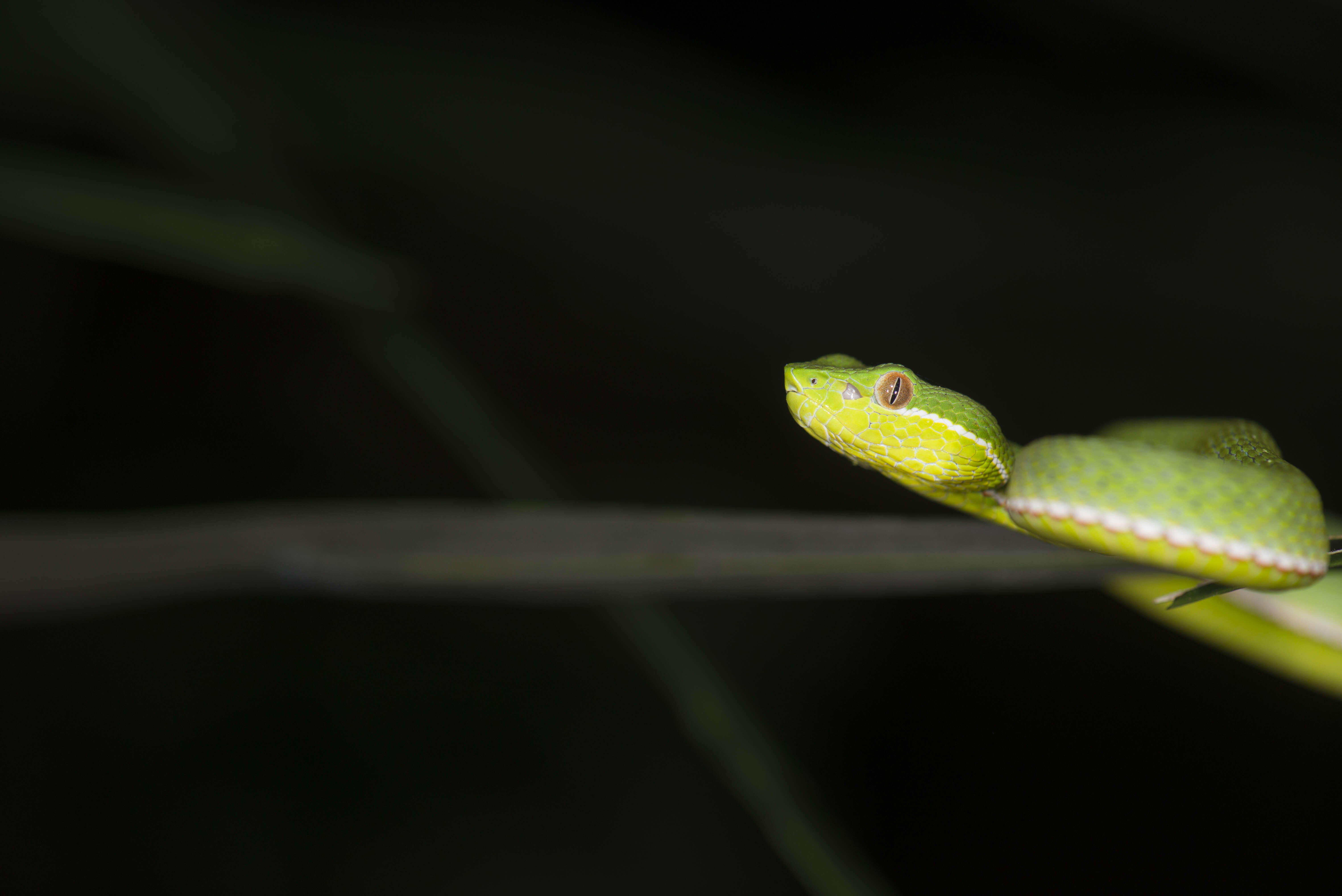 Image of Chen’s Bamboo pitviper