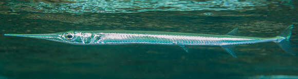 Image of Keeltail Needlefish