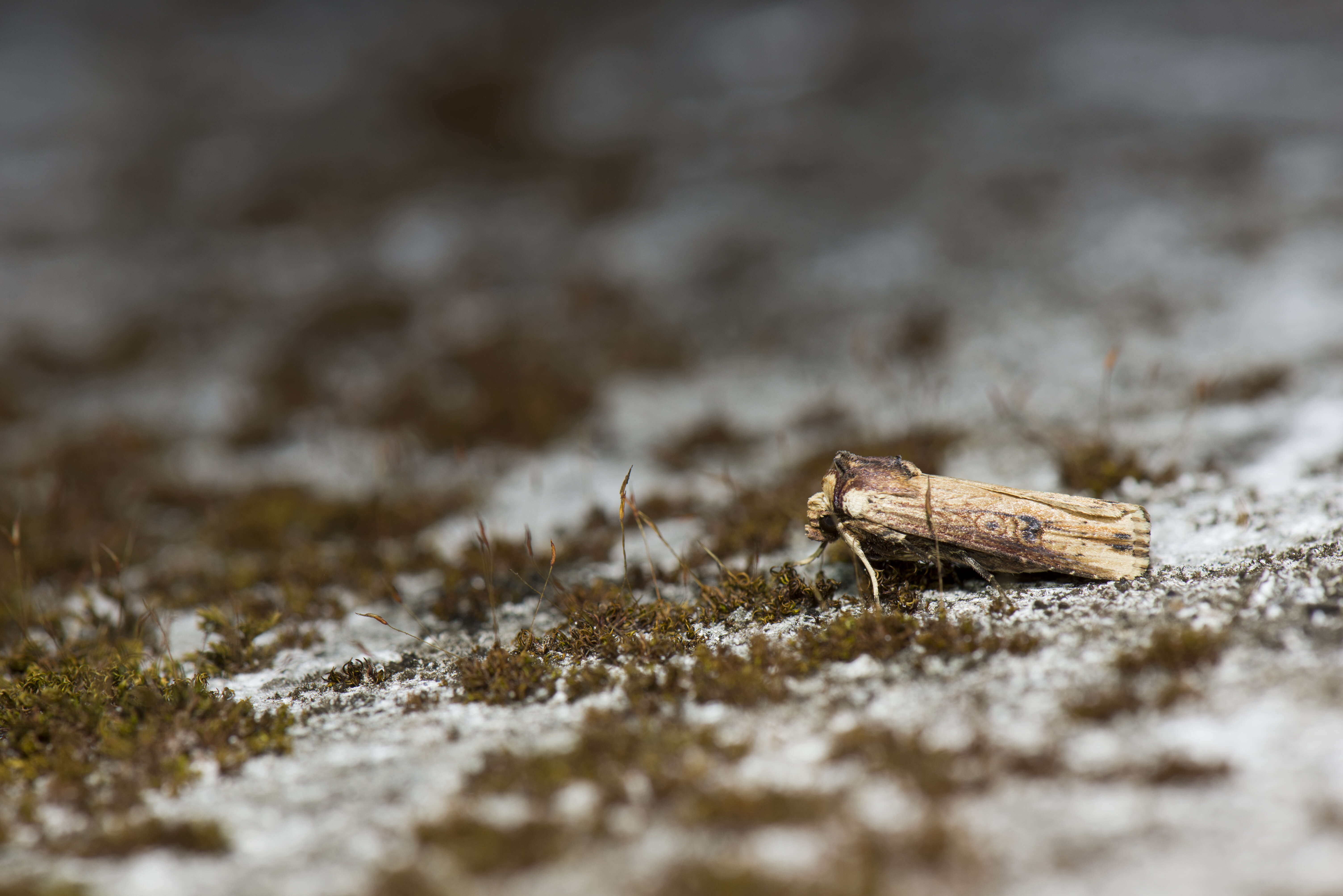 Image de noctuelle putride