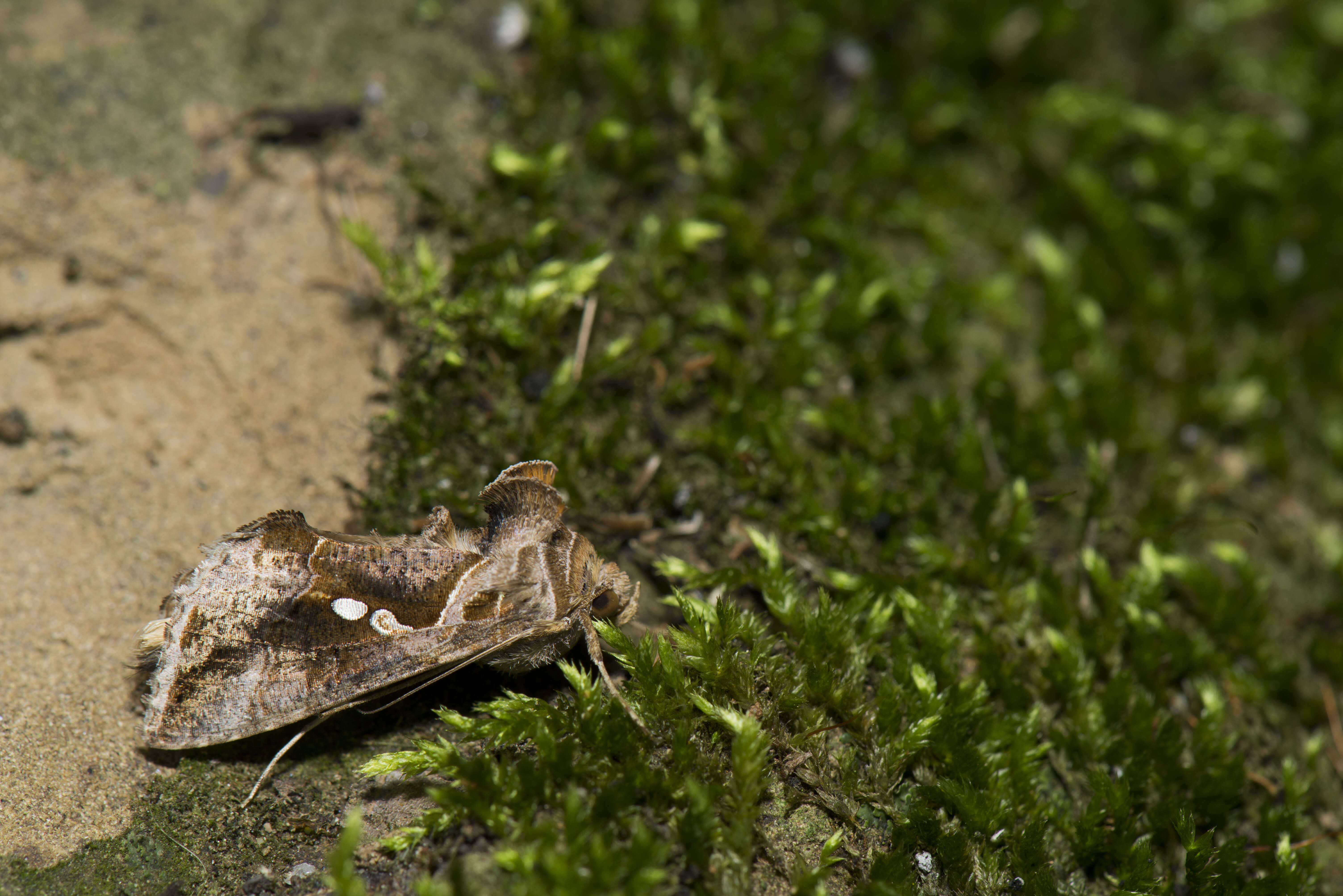 Image of green looper