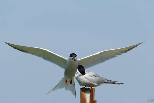 Image of Common Tern