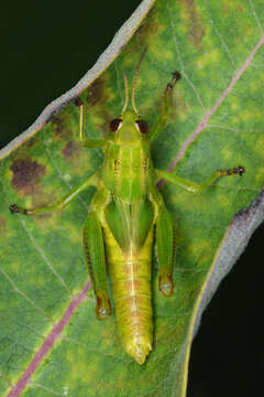 Melanoplus bivittatus (Say 1825)的圖片