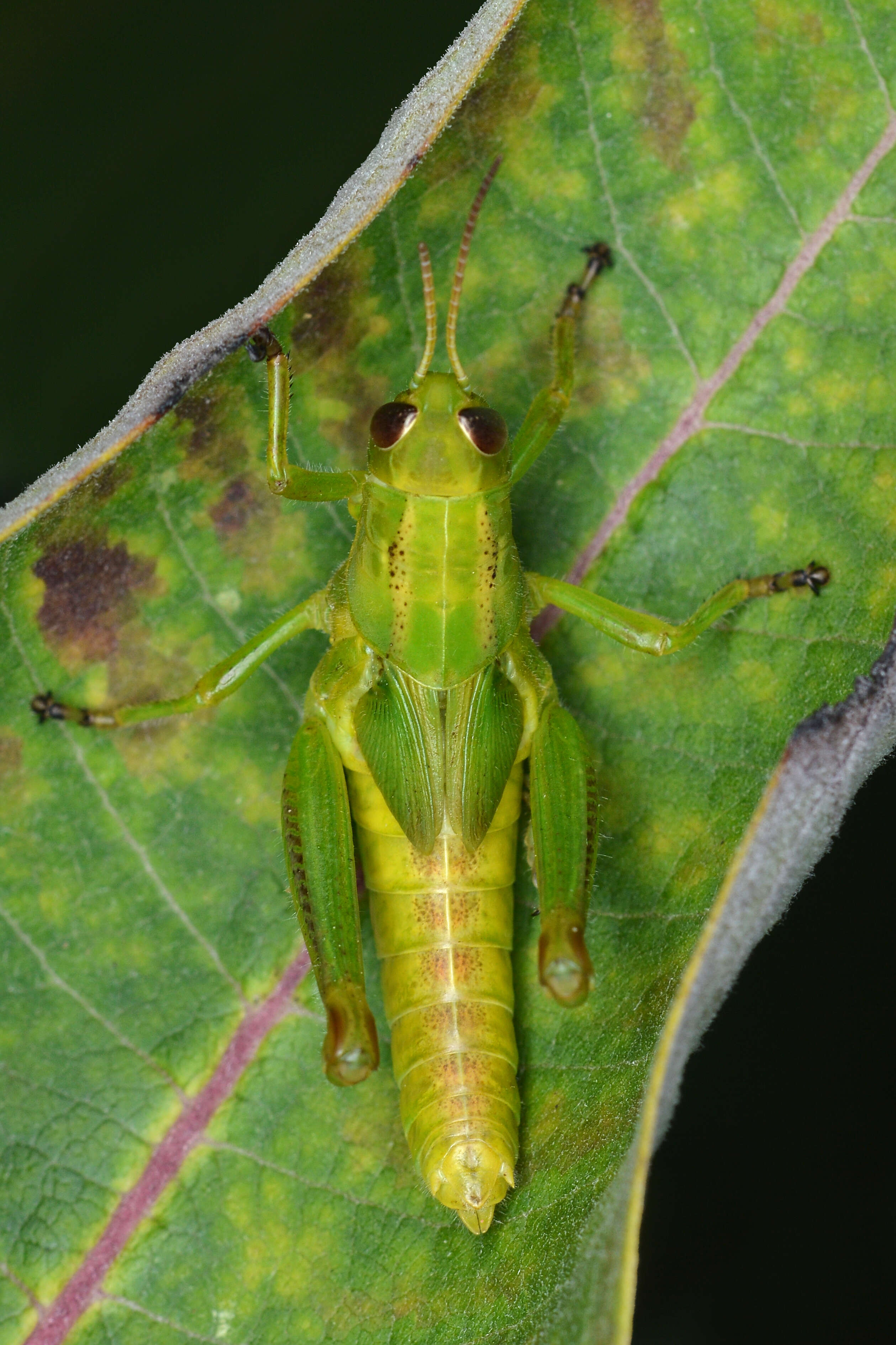 Melanoplus bivittatus (Say 1825)的圖片