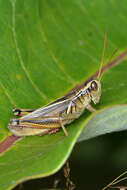 Melanoplus bivittatus (Say 1825)的圖片