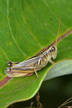 Melanoplus bivittatus (Say 1825)的圖片