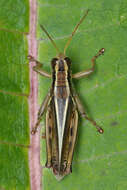 Melanoplus bivittatus (Say 1825)的圖片