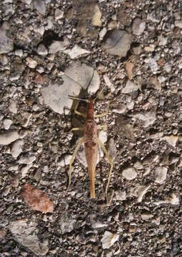 Image of Two-spotted Tree Cricket