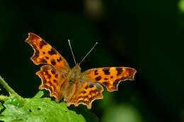 Image of Comma