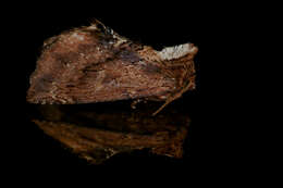 Image of Coxcomb Prominent