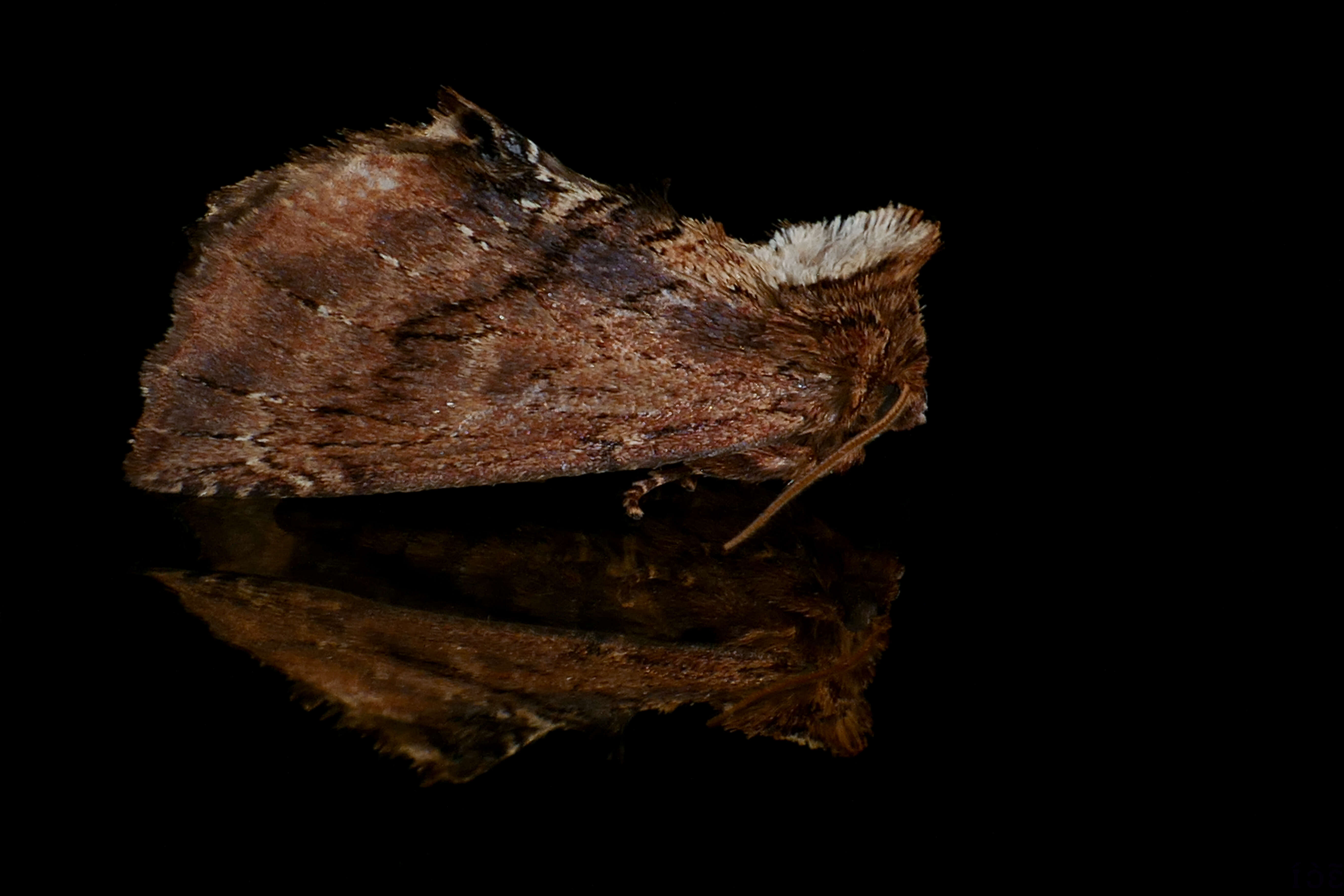 Image of Coxcomb Prominent