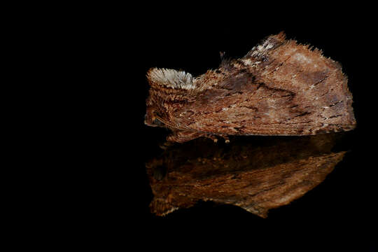 Image of Coxcomb Prominent