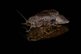 Image of copper underwing