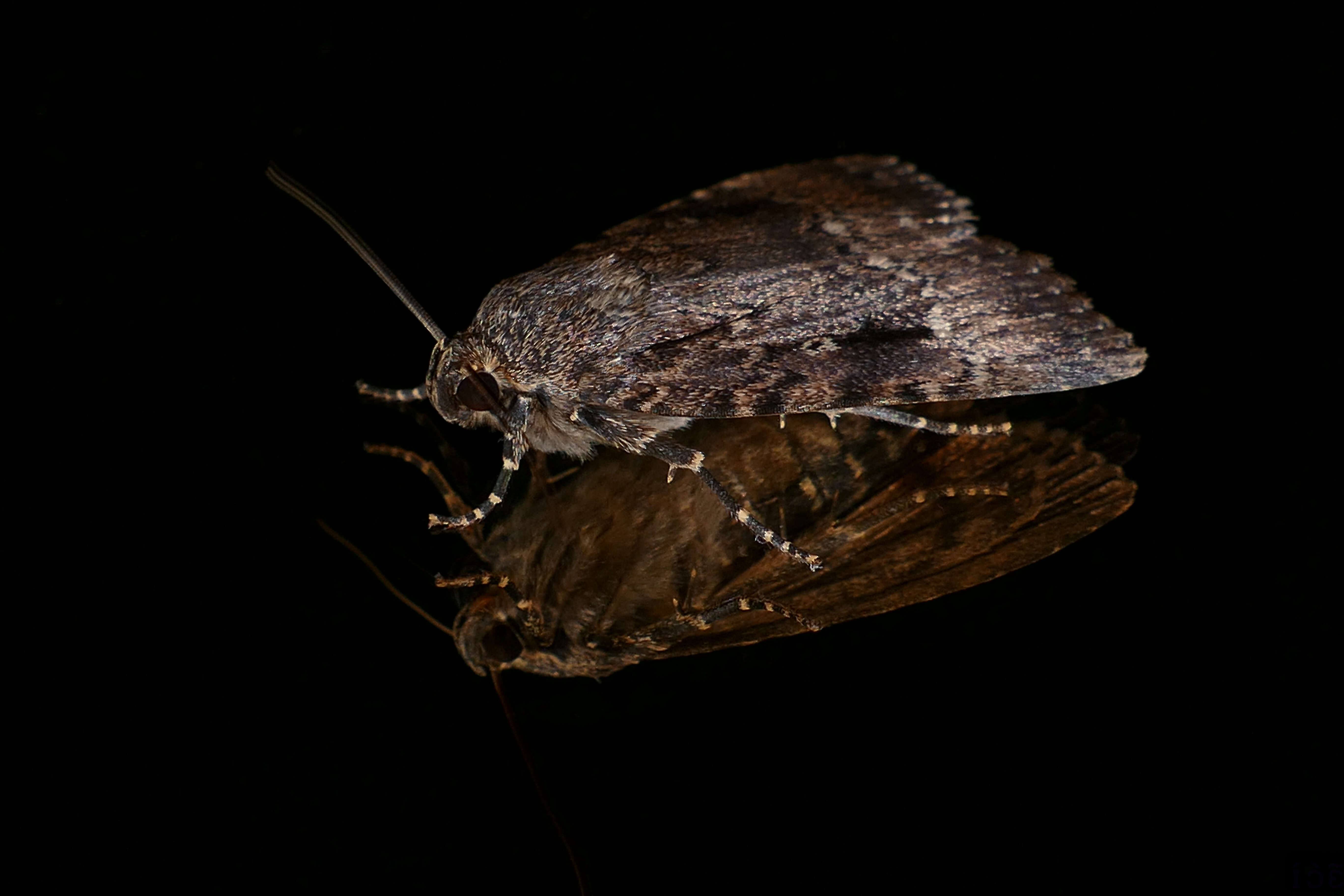 Image of copper underwing