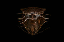 Image of copper underwing