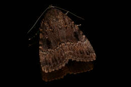 Image of copper underwing