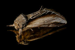 Image of Greater Swallow Prominent