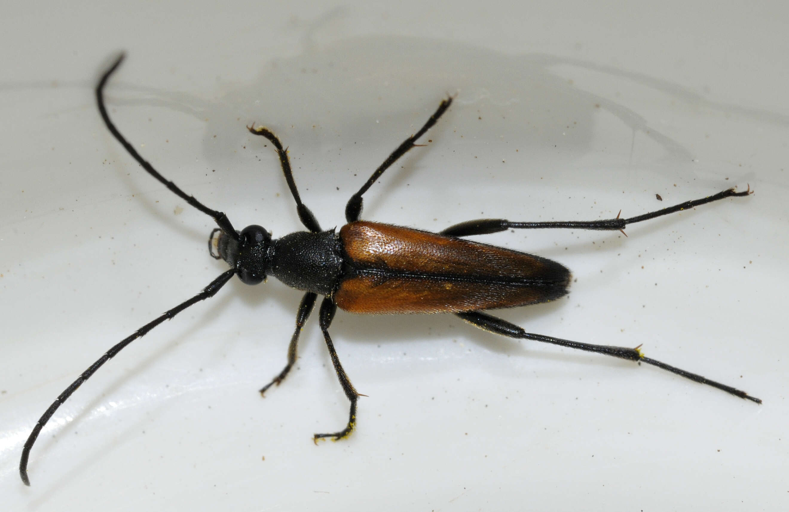 Image of Black-striped Longhorn Beetle