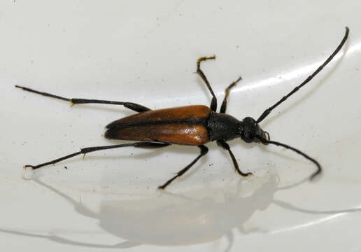 Image of Black-striped Longhorn Beetle