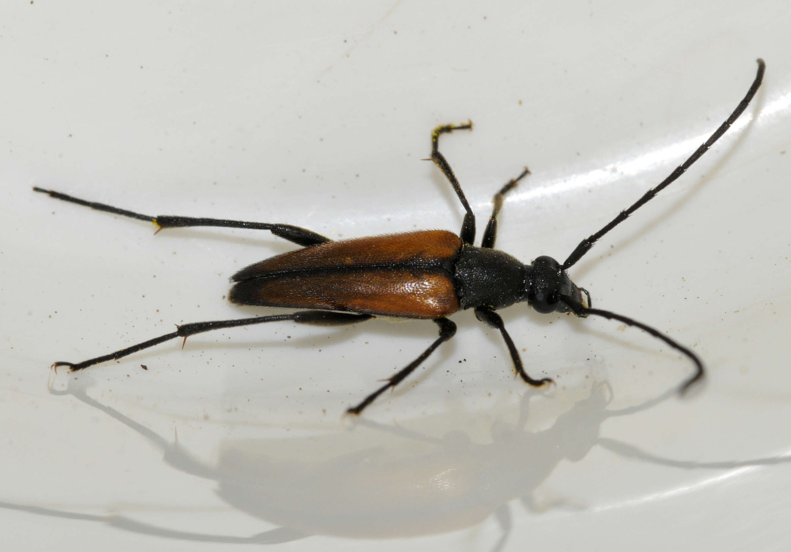 Image of Black-striped Longhorn Beetle
