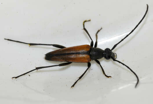 Image of Black-striped Longhorn Beetle