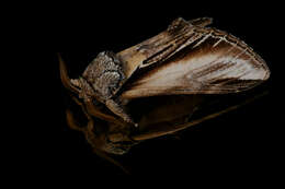 Image of Greater Swallow Prominent