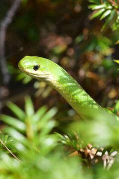 Image of Smooth Green Snake