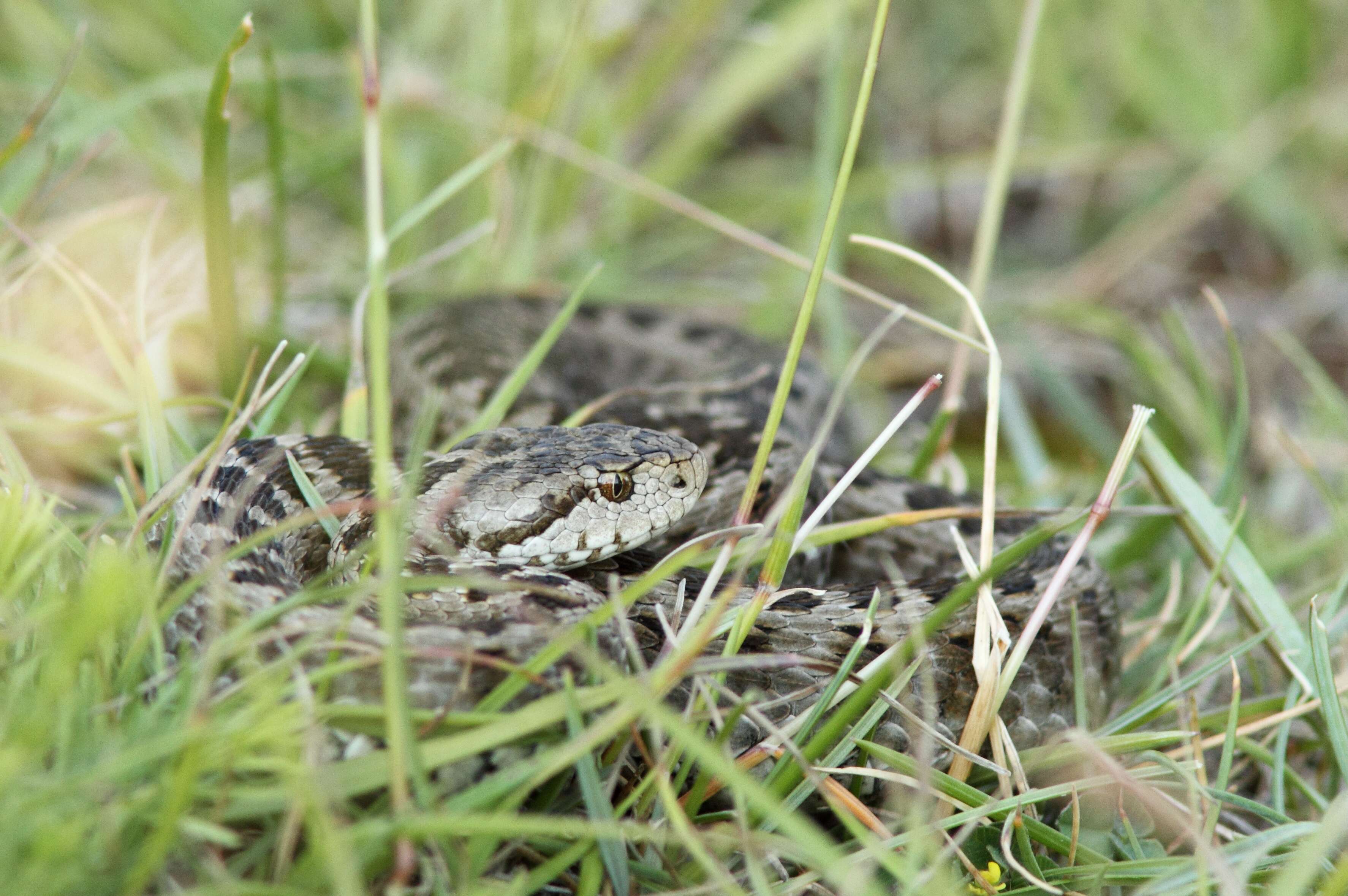 Plancia ëd Vipera ursinii (Bonaparte 1835)